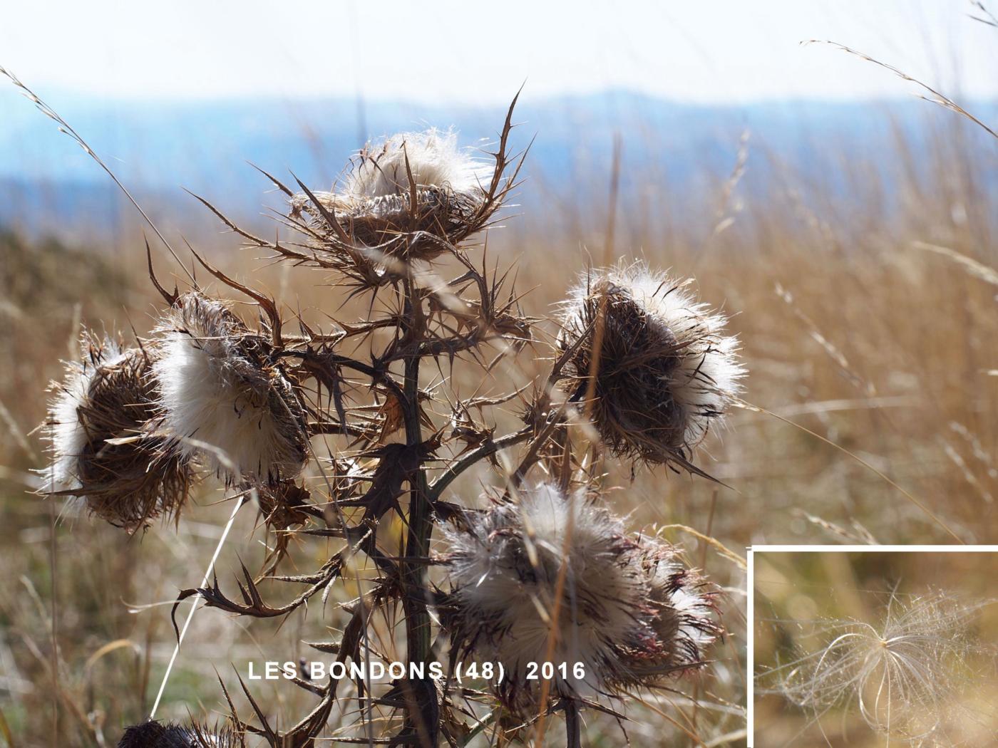 Thistle, Woolly fruit